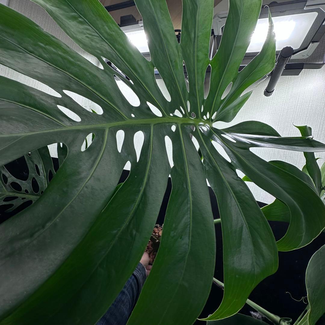 モンステラデリシオーサマクロコズム超希少系統鉢植え79㎝