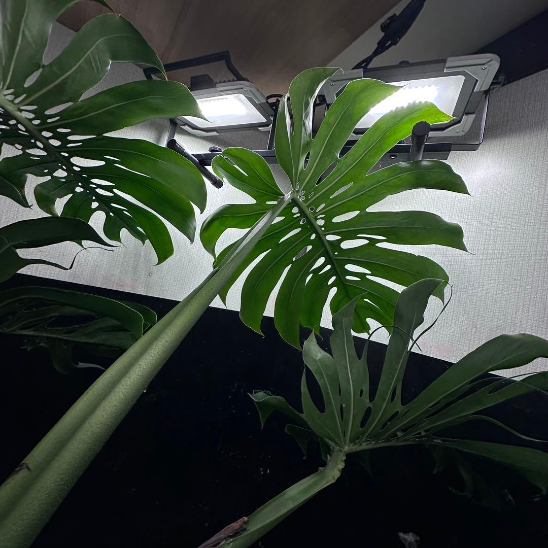 モンステラデリシオーサマクロコズム超希少系統鉢植え79㎝