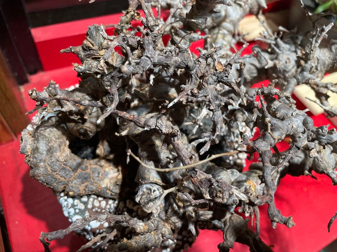 コミフォラ エイル 落葉中 発根済み 抜き苗の通販はau PAY マーケット