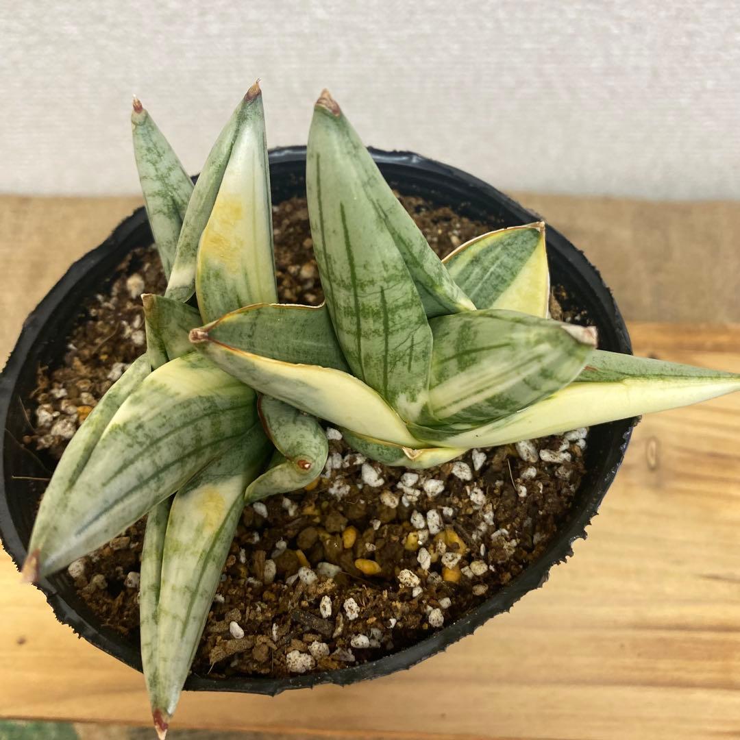 サンスベリア ナミ 斑入 美株 S.Nami Var