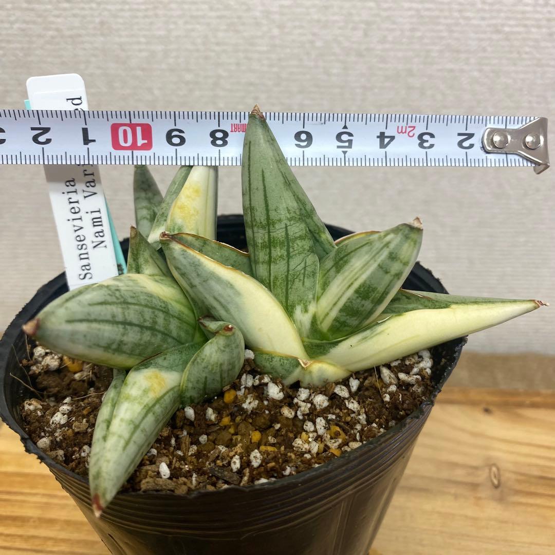 サンスベリア ナミ 斑入 美株 S.Nami Var
