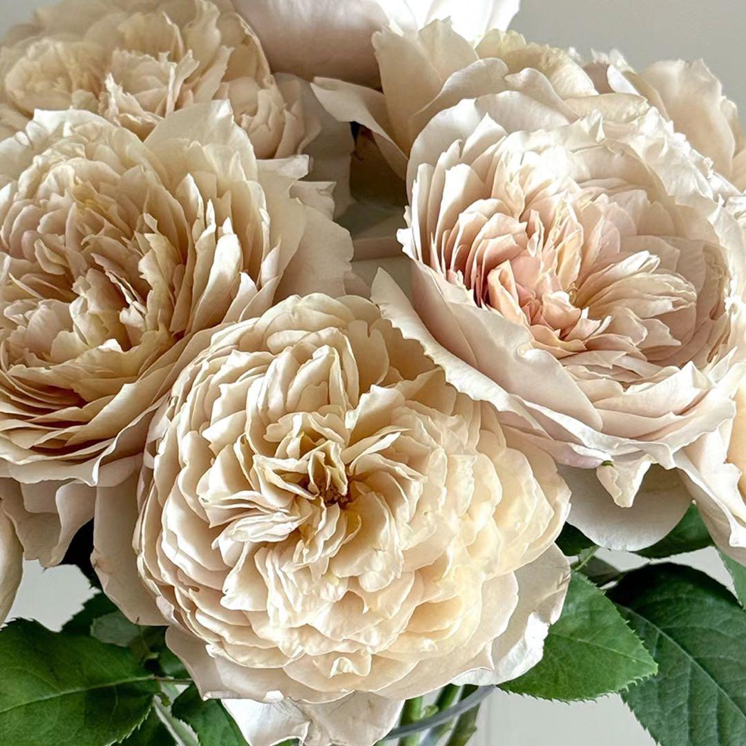 バラ苗切りバラ苗和バラ.ch♡rlotte perrir♡nd IMG_0638_3afea1c7-95c0-4b2a-