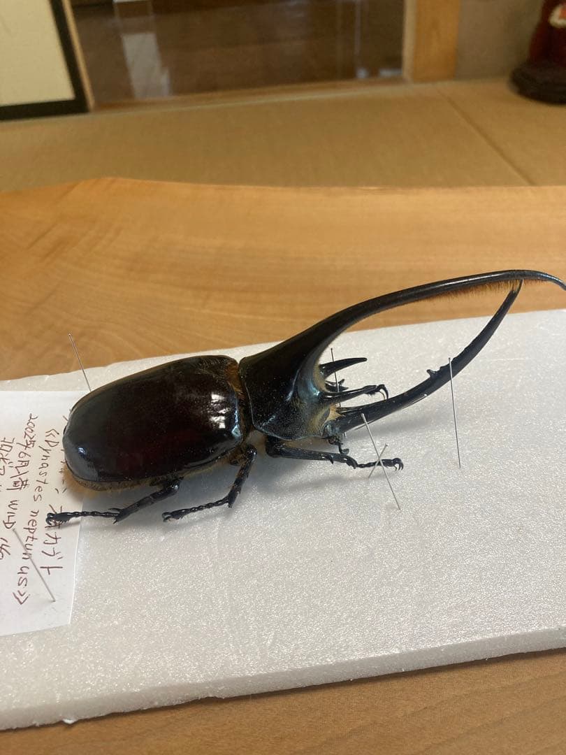 ネプチューンオオカブト♂野外品標本 - メルカリ