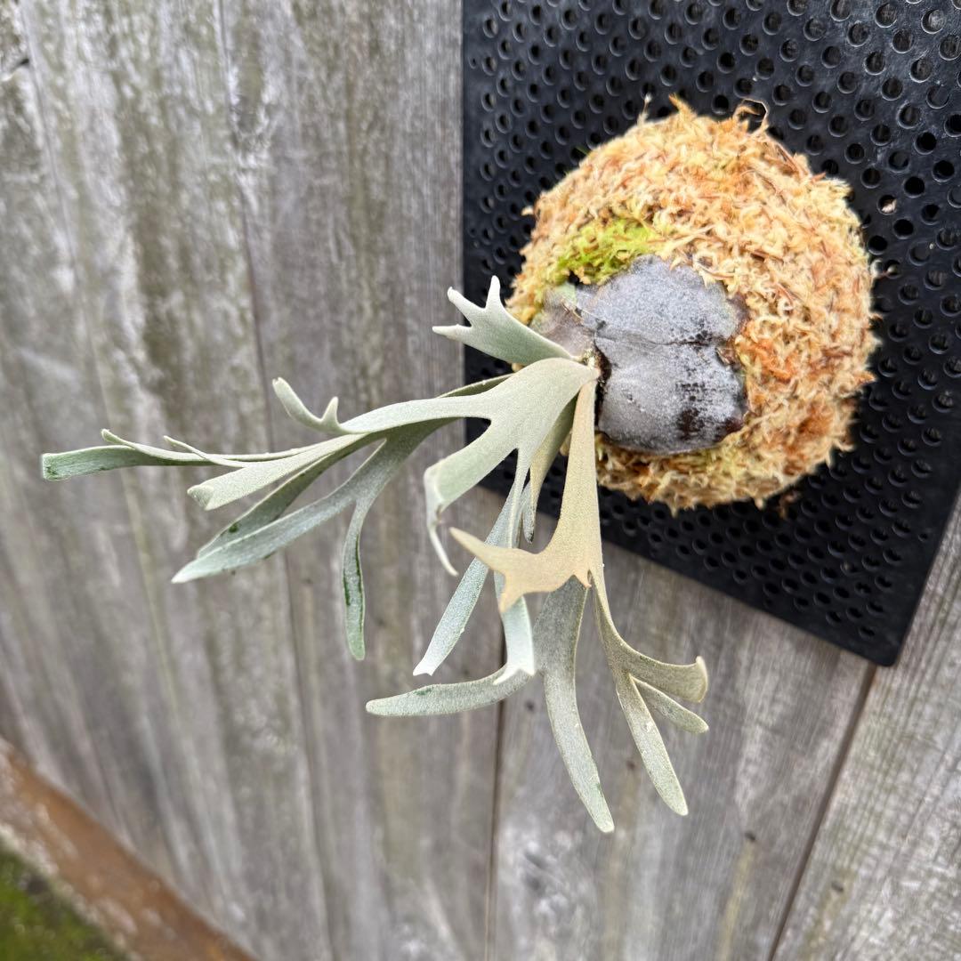 P. willinckii \"Linea\" 流線 (pup)