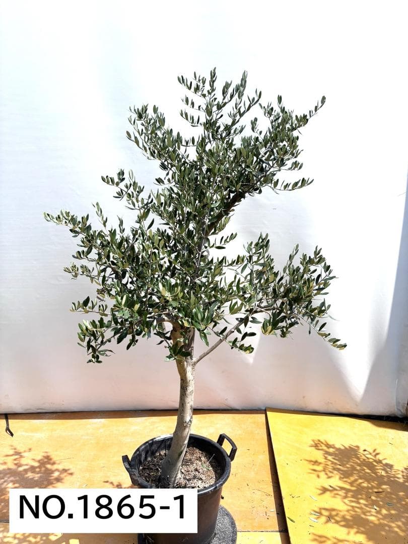 オリーブの木　ルッカ　約180cm　NO.1865　大型　現品掲載　人気品種 67c0709dc605ed6805a41416cd6164