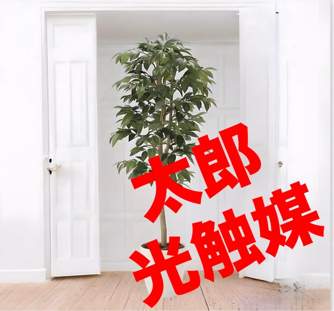光触媒　人工観葉植物　フェイクグリーン　アルデシア(万両) 高さ 1.3m
