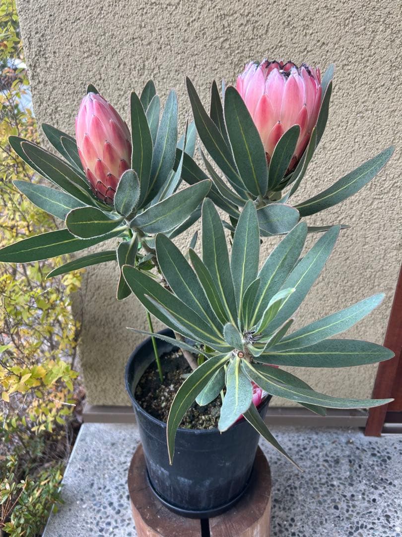 プロテアオースラリスピンク7号2F 園芸ネット本店｜（わけあり特価）プロテア：オーストラリスピンク 7号