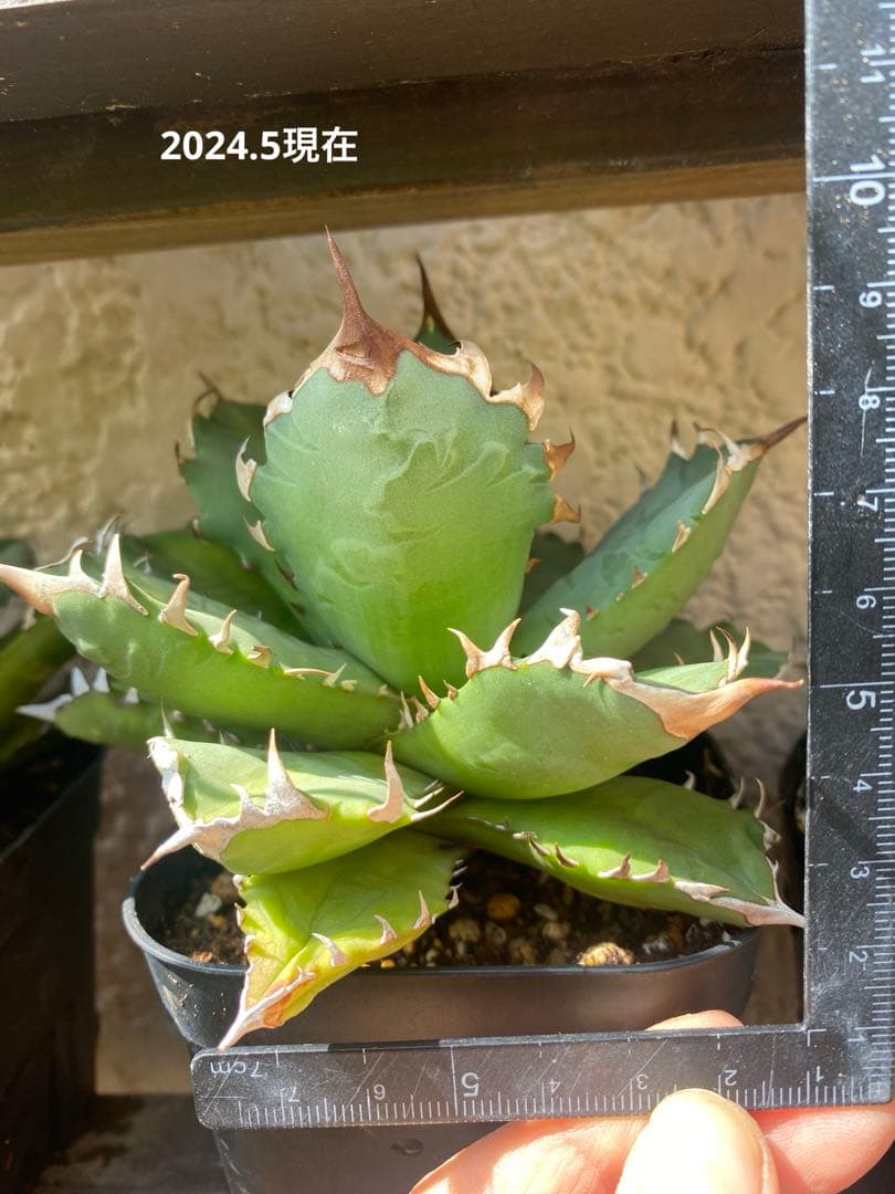 サボテン 入鹿 地を這う悪魔 クリーピングデビル 絶滅危惧種 現品