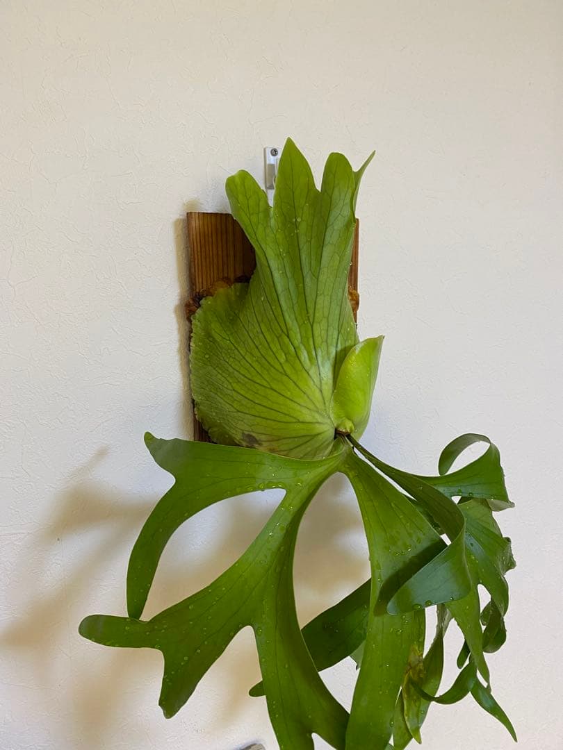 ビカクシダ コロナリウム フィリピネス - メルカリ