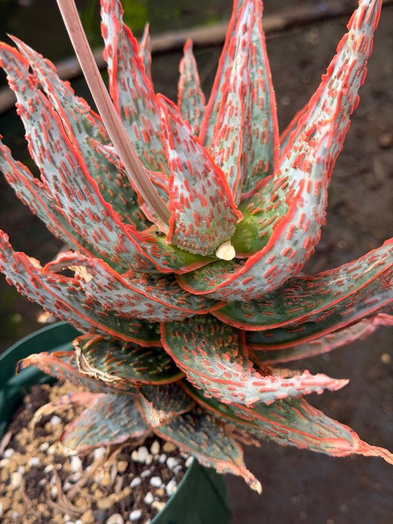 アロエ　ハイブリッド　“Hellfire”Aloe 第四種　Newyear-7