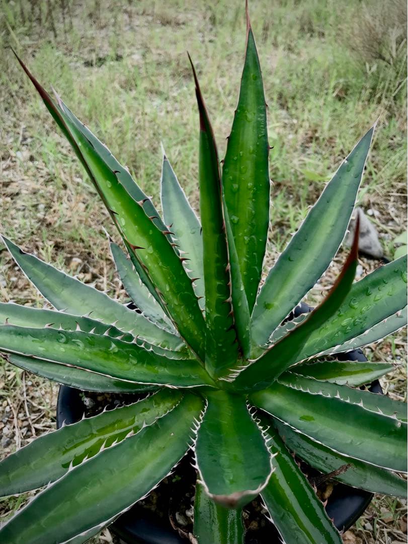 アガベ ガルシアメンドーサ　　大株 アガベ・ガルシアメンドーサ Agave garciae-mendozae メキシコ中部