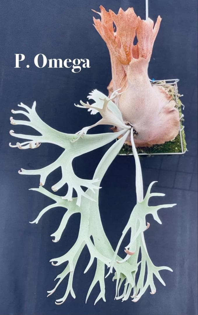 P. Fly ( Yellow Moon dwarf ) YMDS 胞子 #2