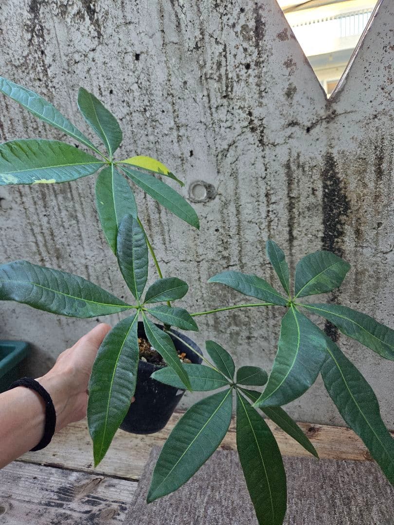 ま*ー様 パキラ ムーンライト 実生苗