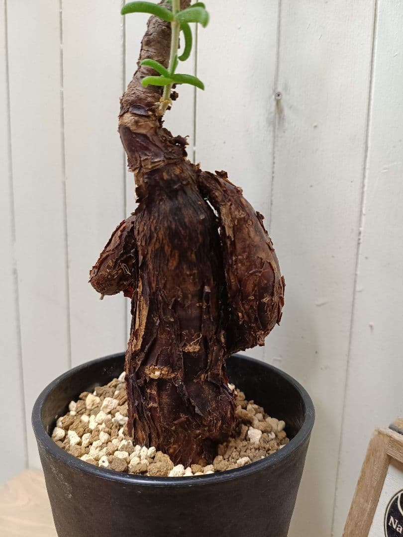 U598 超希少種発根済み メストクレマ ツベローサム 養生株