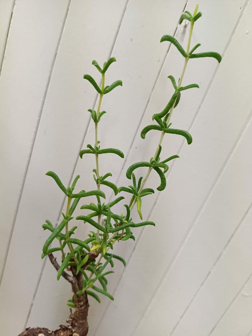 U598 超希少種発根済み メストクレマ ツベローサム 養生株