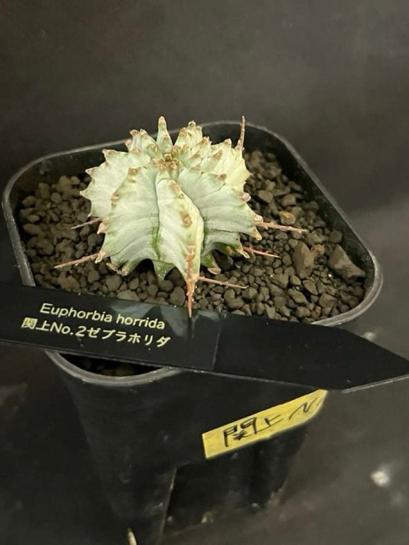 ま*ゃ様 ユーフォルビアホリダ 関上No.2ゼブラホリダ 純血統 カキ子