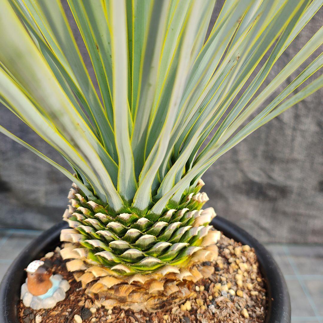 ユッカ ロストラータ Hybrid No.2