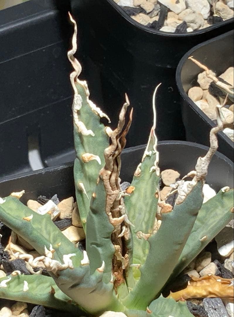 エボリスピナ 陽炎 コレクション株③ (極)