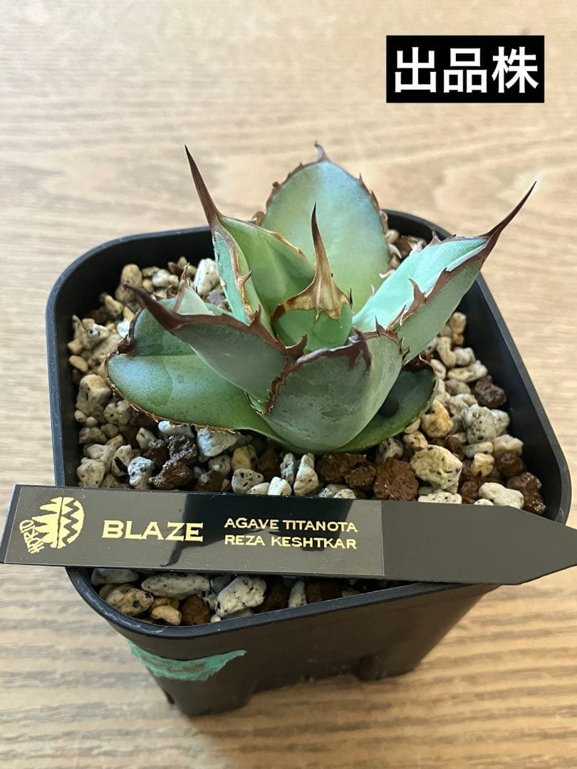 p*r様 週末オークション【REZA産】⑨イラン株 発根済み アガベ BLAZE