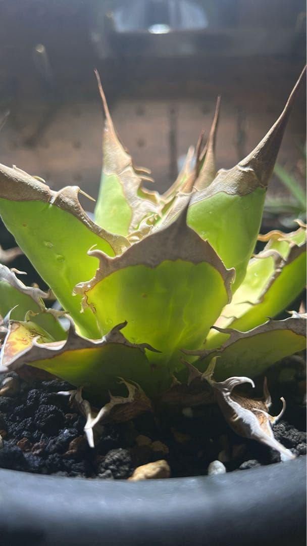 アガベ　オアハカ実生　子株【T Plants Labo】 実生ホリダもここまで大きくなれば立派ですね。 | ブログ | 愛知の植物