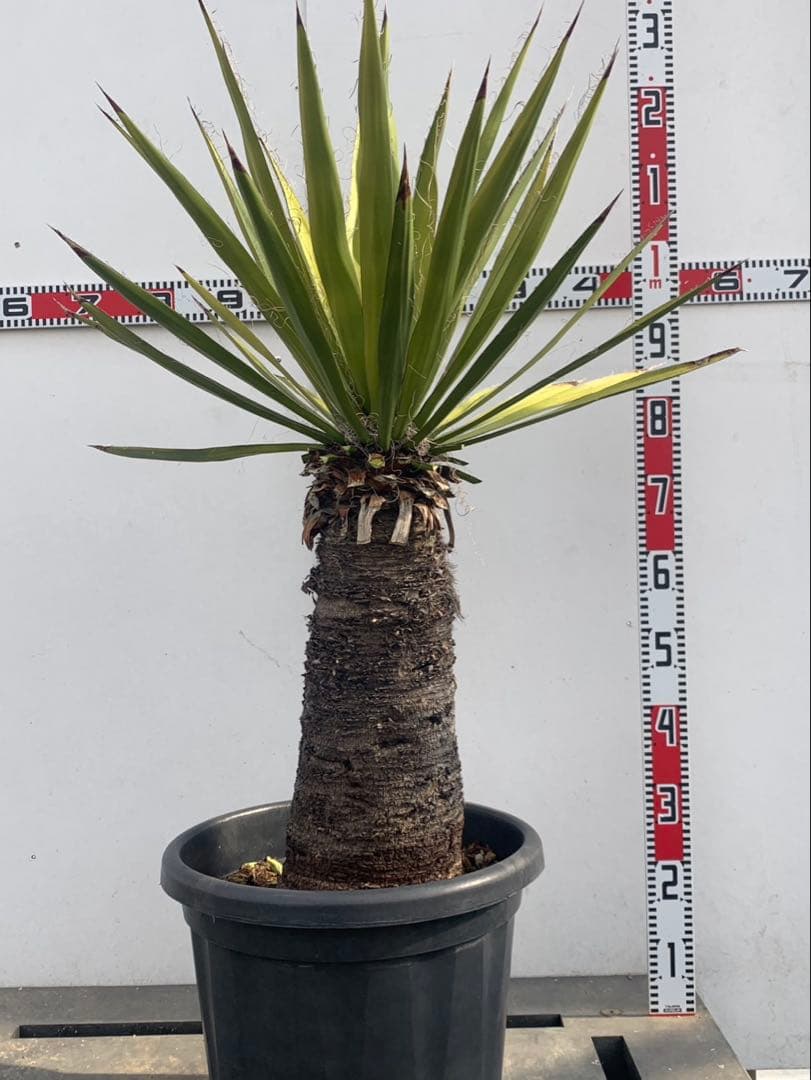 ユッカ　ファクソリアーナ