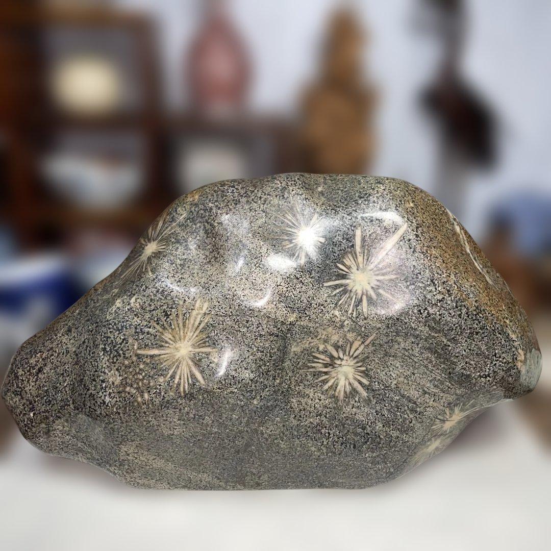 菊花石 8.6kg 鑑賞石 鉱物