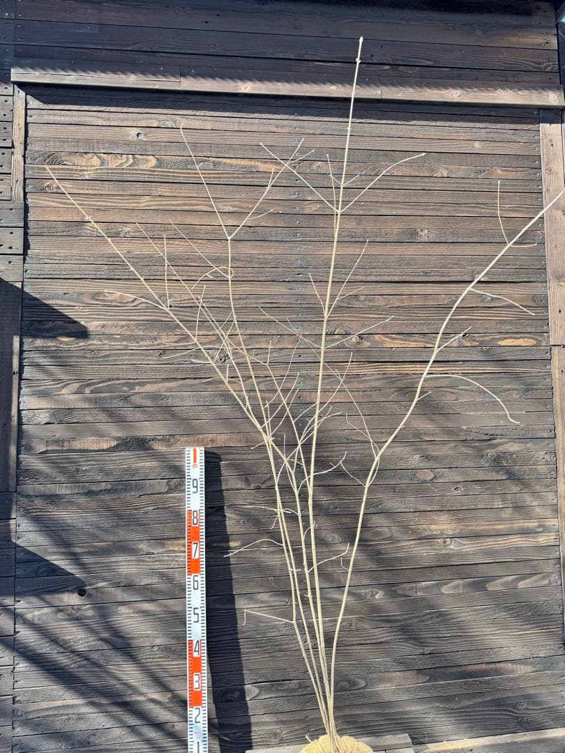 アオダモ/自生山採り【現品発送】管理70939 - メルカリ