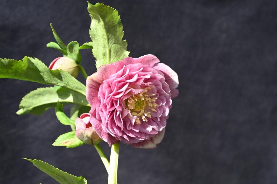 珍品！！認定！アフロディーテプリマヴェーラ クリスマスローズ 加藤