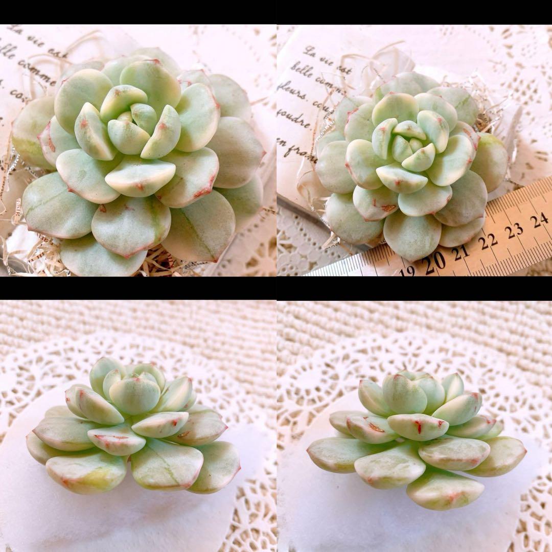 ☆ちび様☆専用です