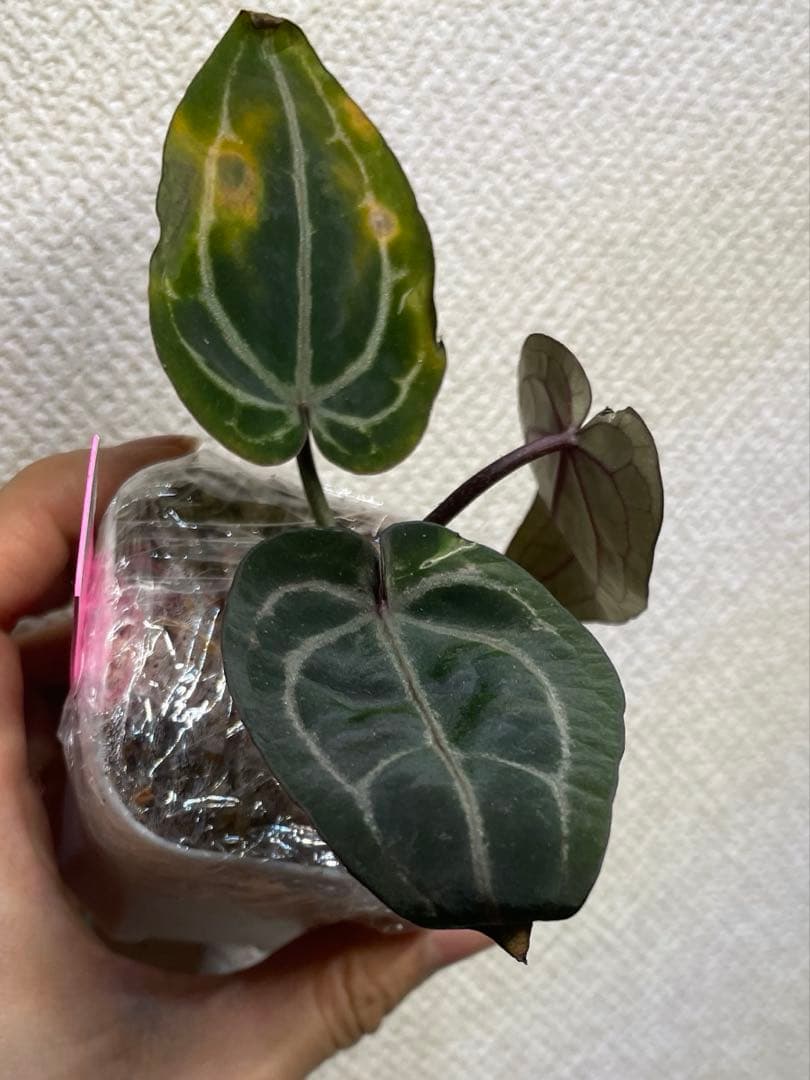 まるまる (片付け中につき価格交渉有)