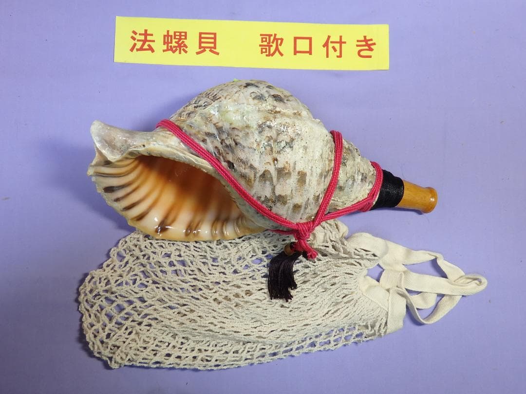 法螺貝 約37㎝ 木製歌口,赤紐付 新品 MH-428 法螺貝 約37㎝ 法螺貝 笛