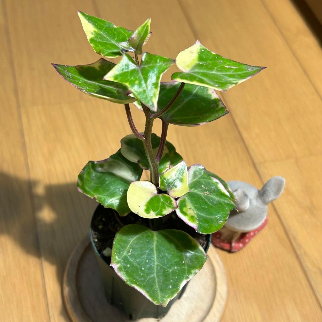 多肉植物 斑入りマーガレットアイビー 抜き苗 根付き こけし - メルカリ