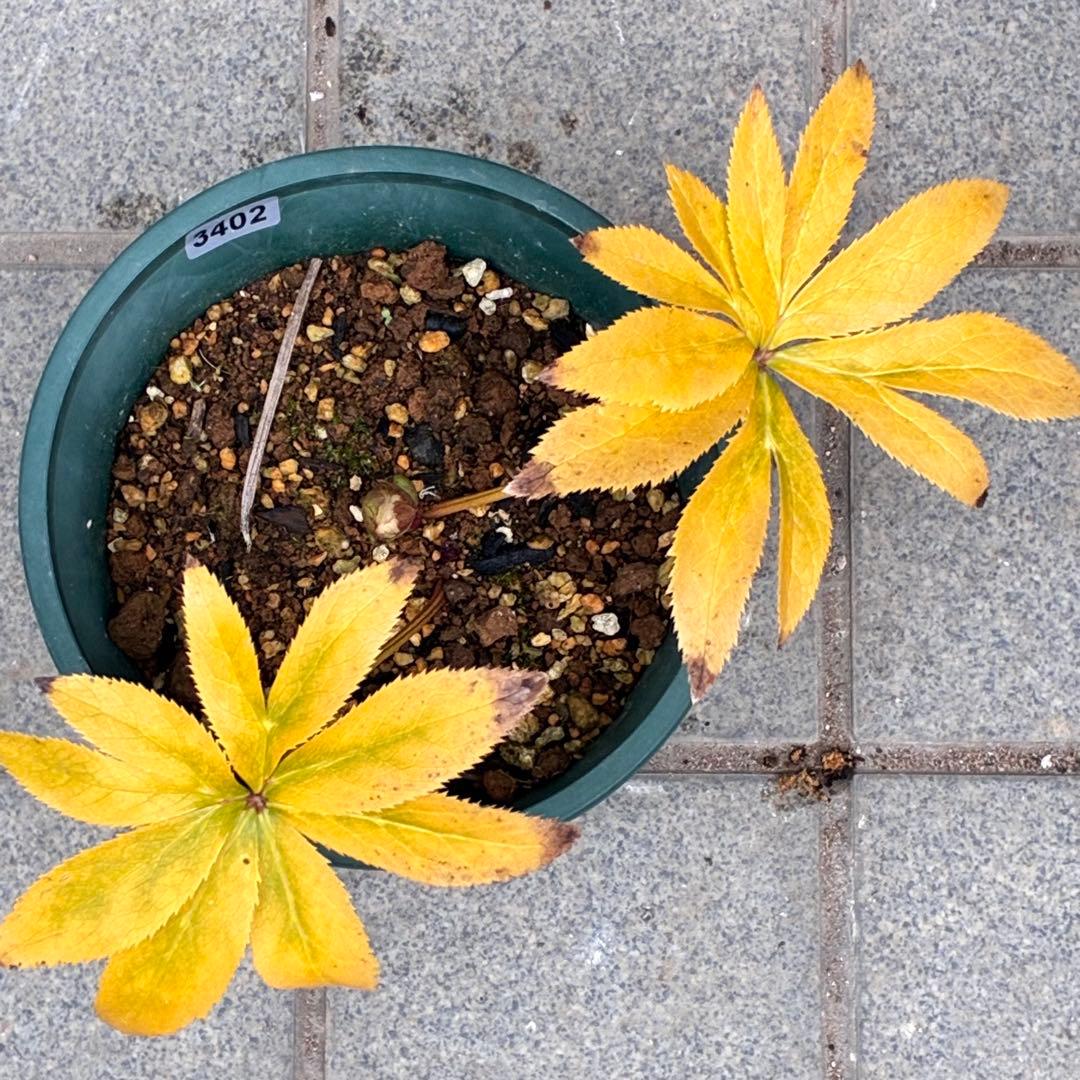 プ*ン様 3402☘️蕾付き☘️⭐️極上⭐️蜃気楼交配⭐️小輪⭐️ぼかし⭐️多花