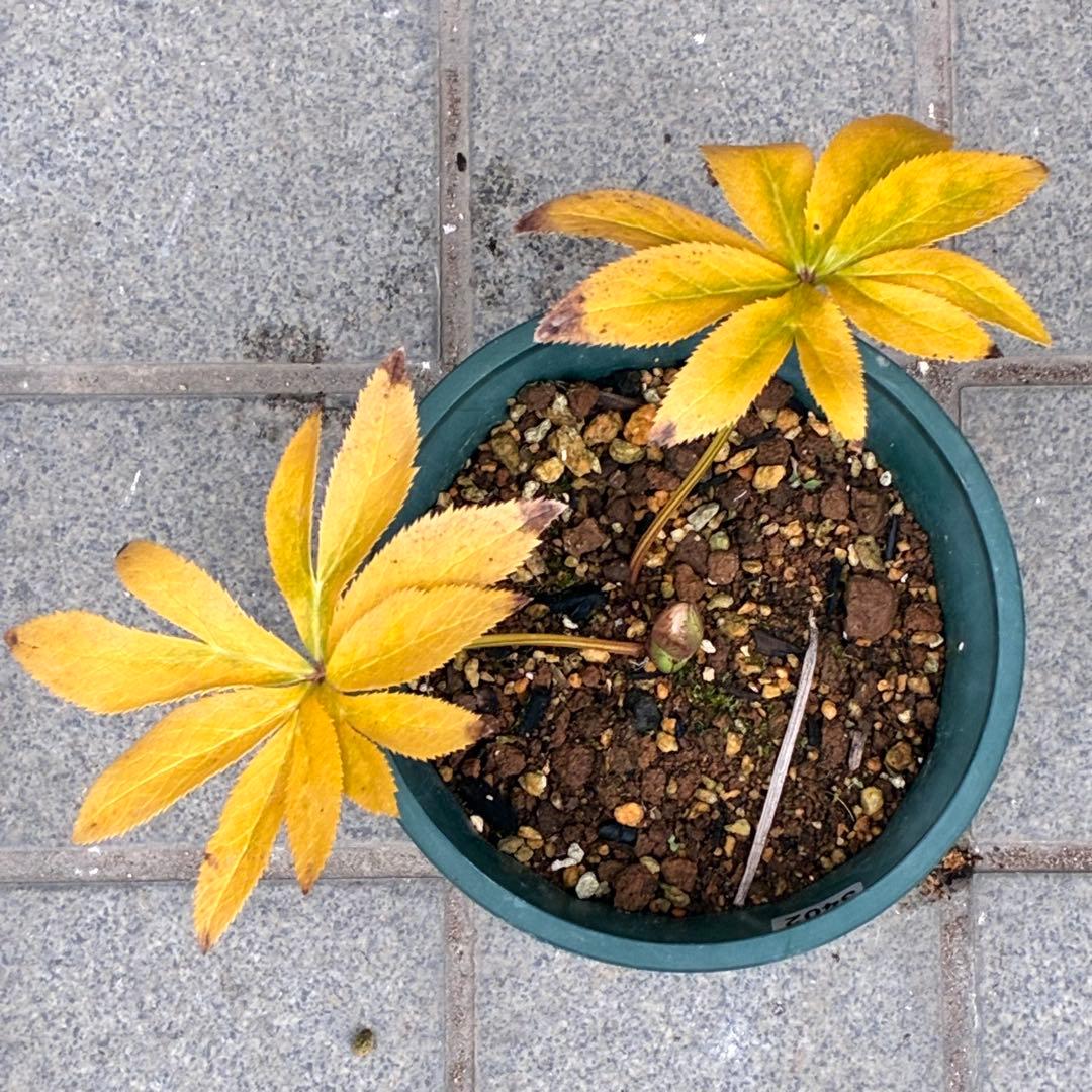 プ*ン様 3402☘️蕾付き☘️⭐️極上⭐️蜃気楼交配⭐️小輪⭐️ぼかし⭐️多花