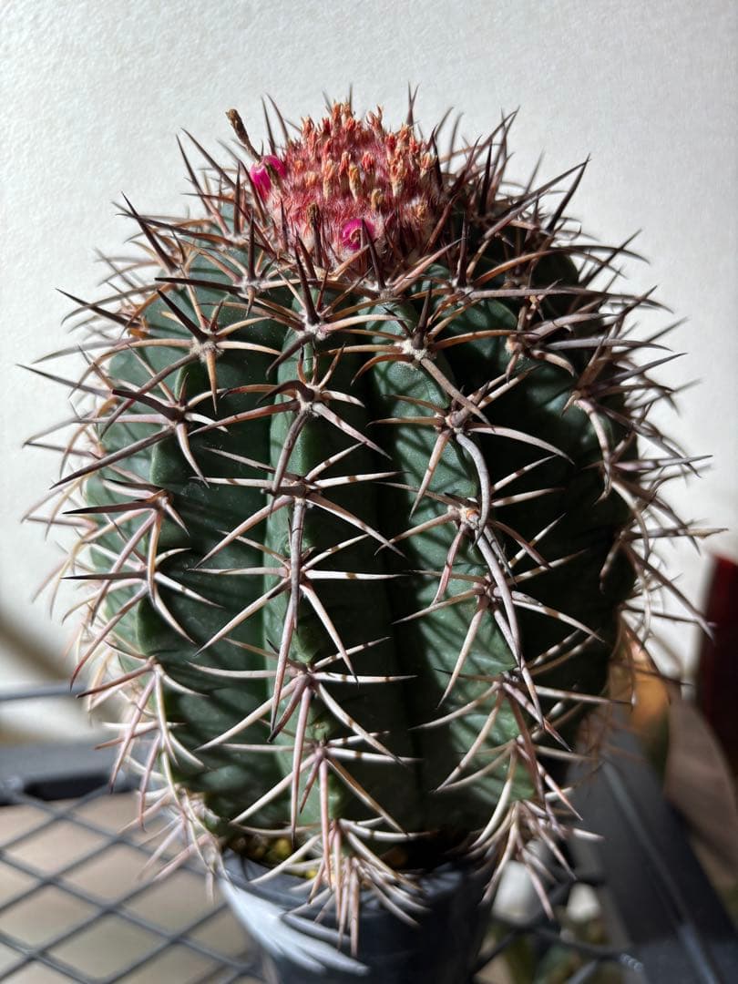 レアプランツ】メロカクタス ネリィ巻雲 特大 大株 花台付き 珍種