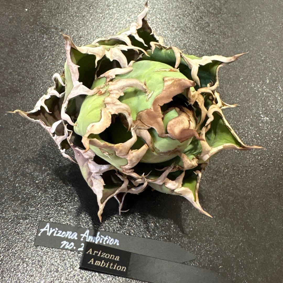 く*ま様 アガベ チタノタ Arizona ambition 現品 タグ付 検） - メルカリ