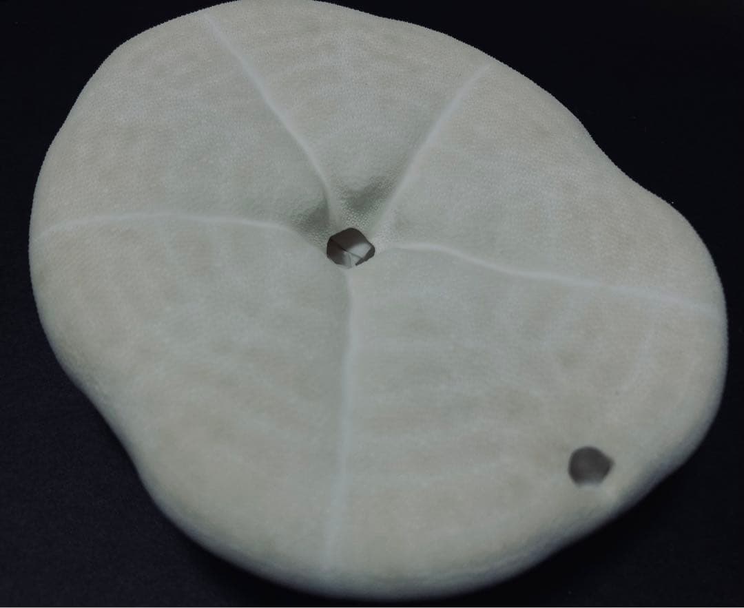 タコノマクラ 棘皮動物 ウニ カシパン たこのまくら② - メルカリ