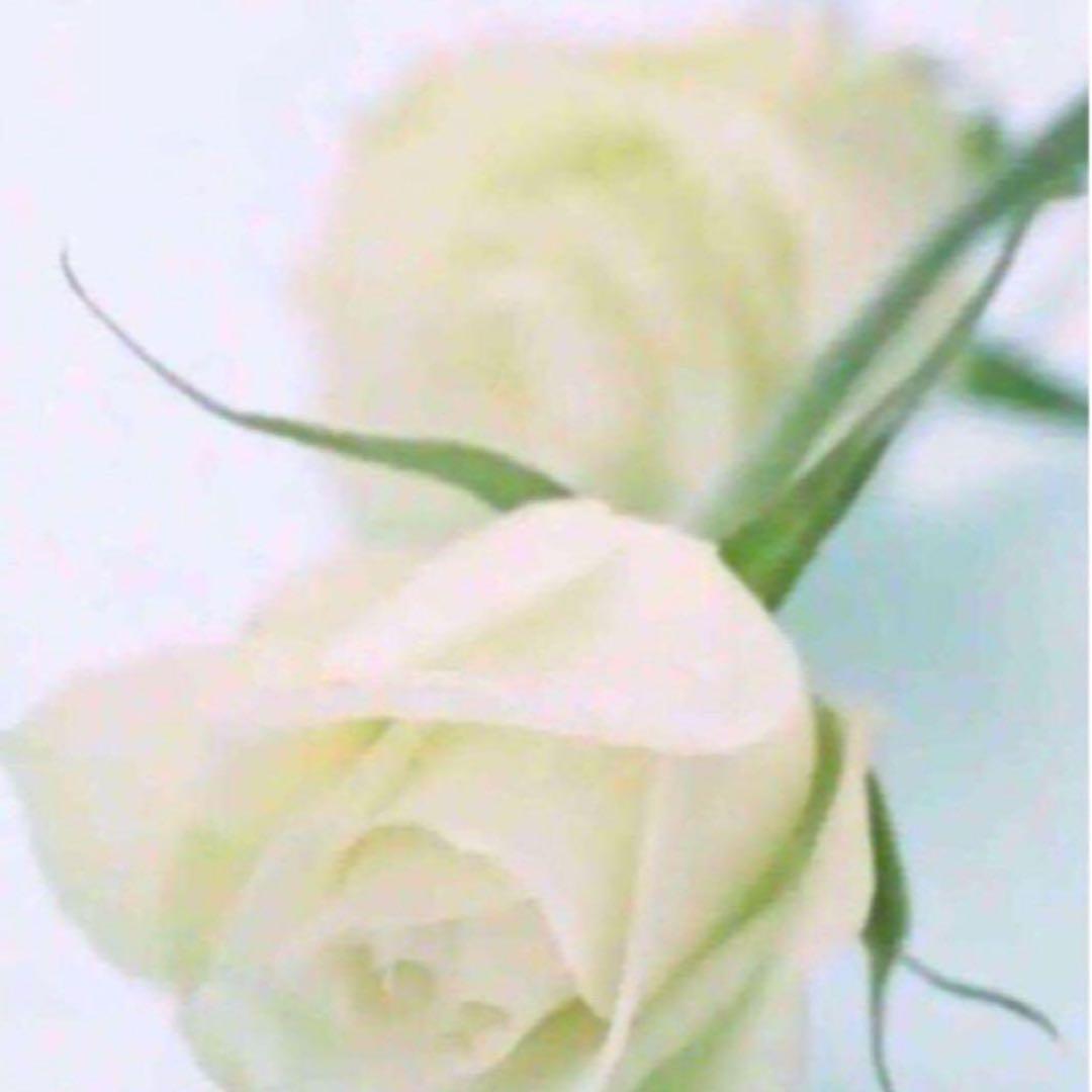 てん R ×2 カワサキ（KAWASAKI）2015年 Ninja ZX-10R・カラーチェンジのカタログ