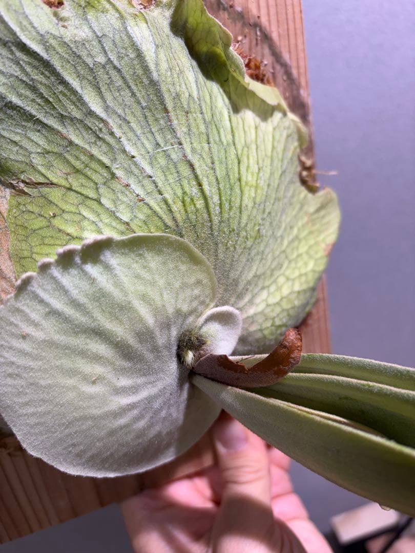 ビカクシダ willinckii 