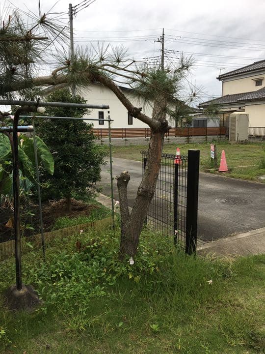 庭木売ります　　現物確認後、要相談　五千円から２万 庭木売ります 現物確認後、要相談 五千円から2万 庭木売ります 現物