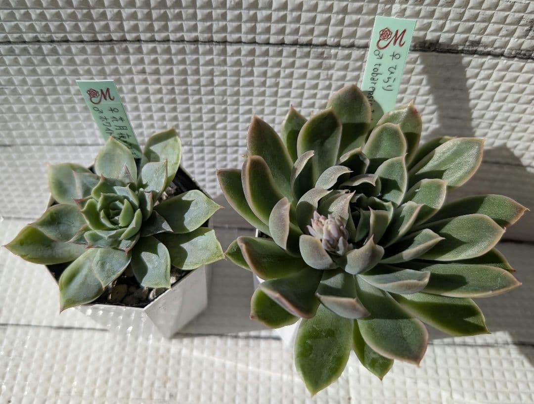 Miyaさん苗4 命名交配セット