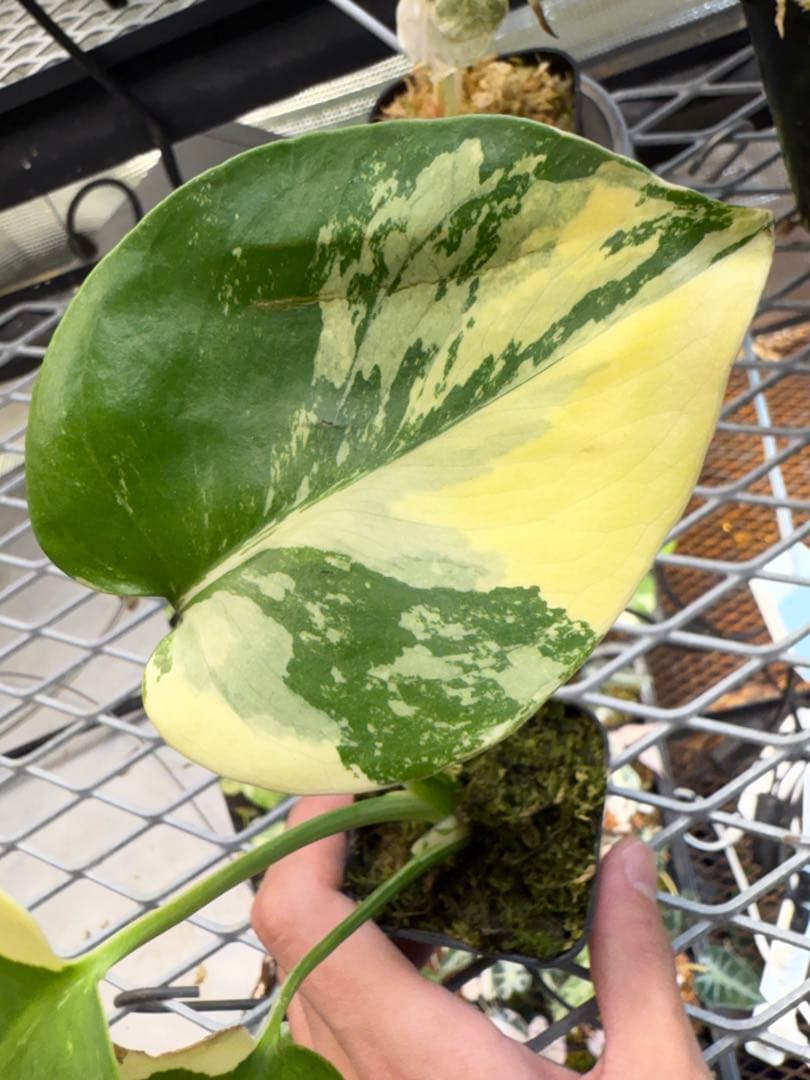 M*j様 新春スペシャル モンステラ ポンポン tc Charan Po Lantern [Kurume Tamagaru Street Performance 2025] - YouTube