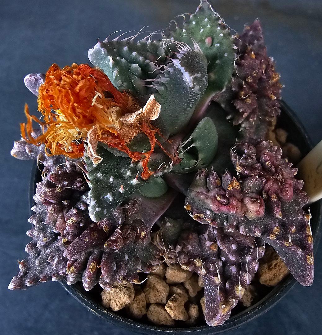 メルカリ便発送☆フォーカリア 紅蓮地獄ハイブリッドと大王波