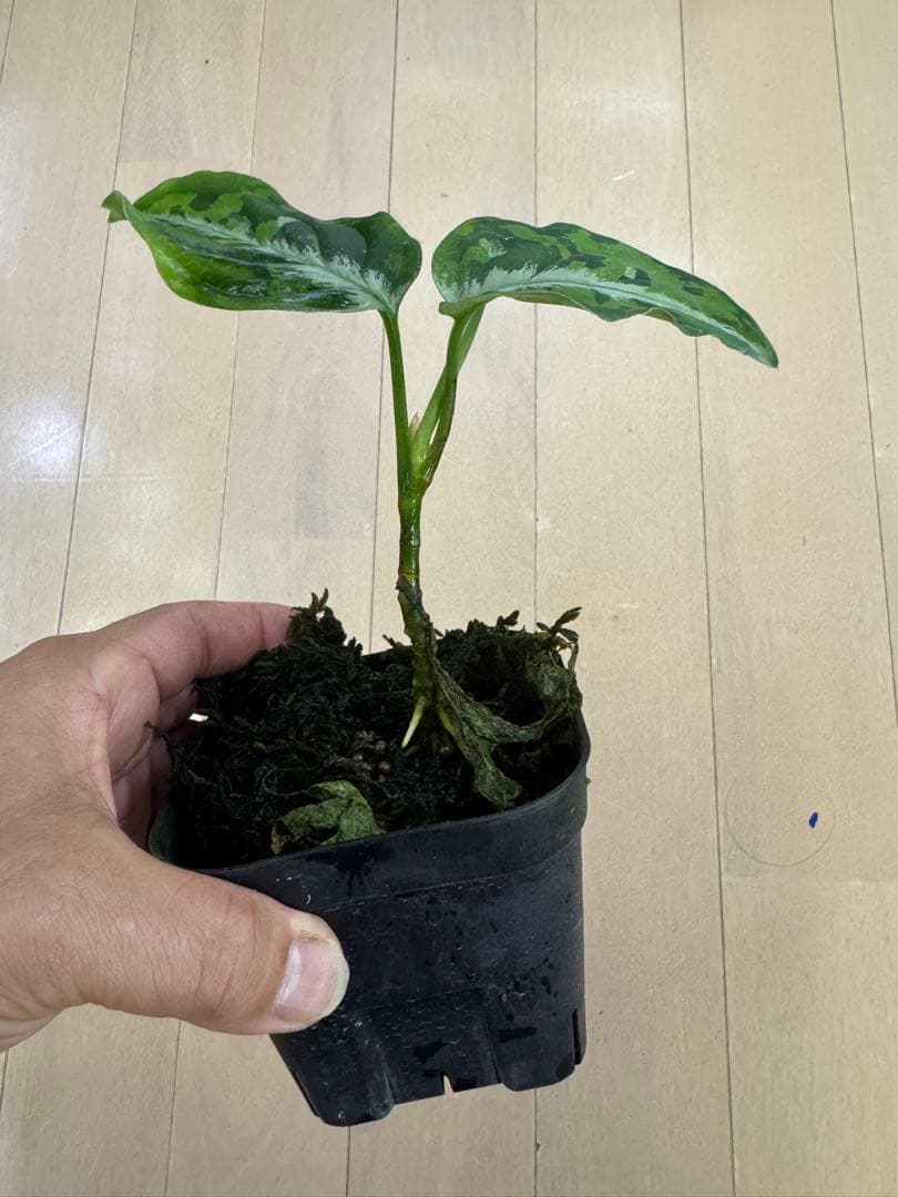 アグラオネマ　TK便