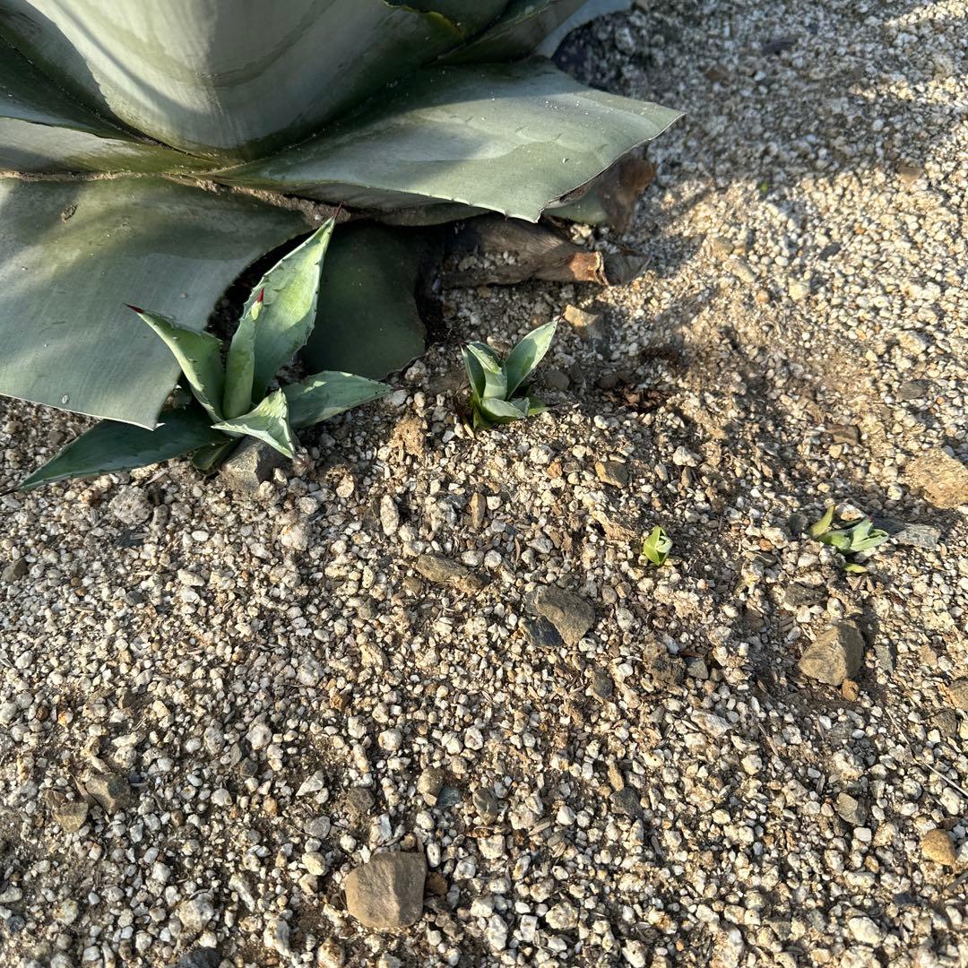 特大　選抜アメリカーナ　130cm 子株多数　芯太