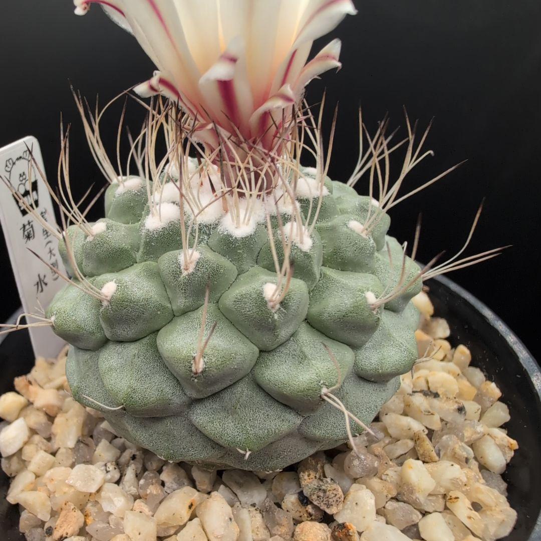 菊水 大型タイプ実生 鉢植えメルカリ便送料込み 菊水 大型タイプ 実生