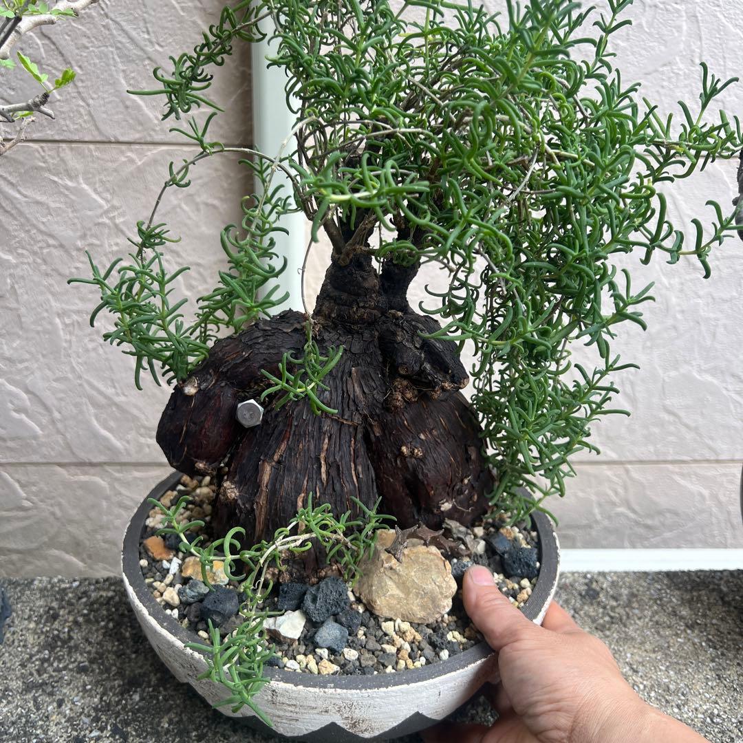 メストクレマ　ツベローサム，特大，美株