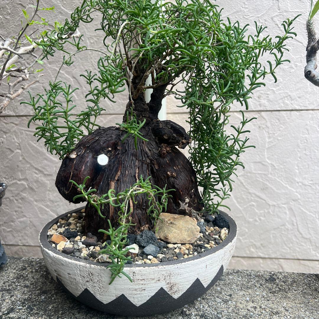 メストクレマ　ツベローサム，特大，美株