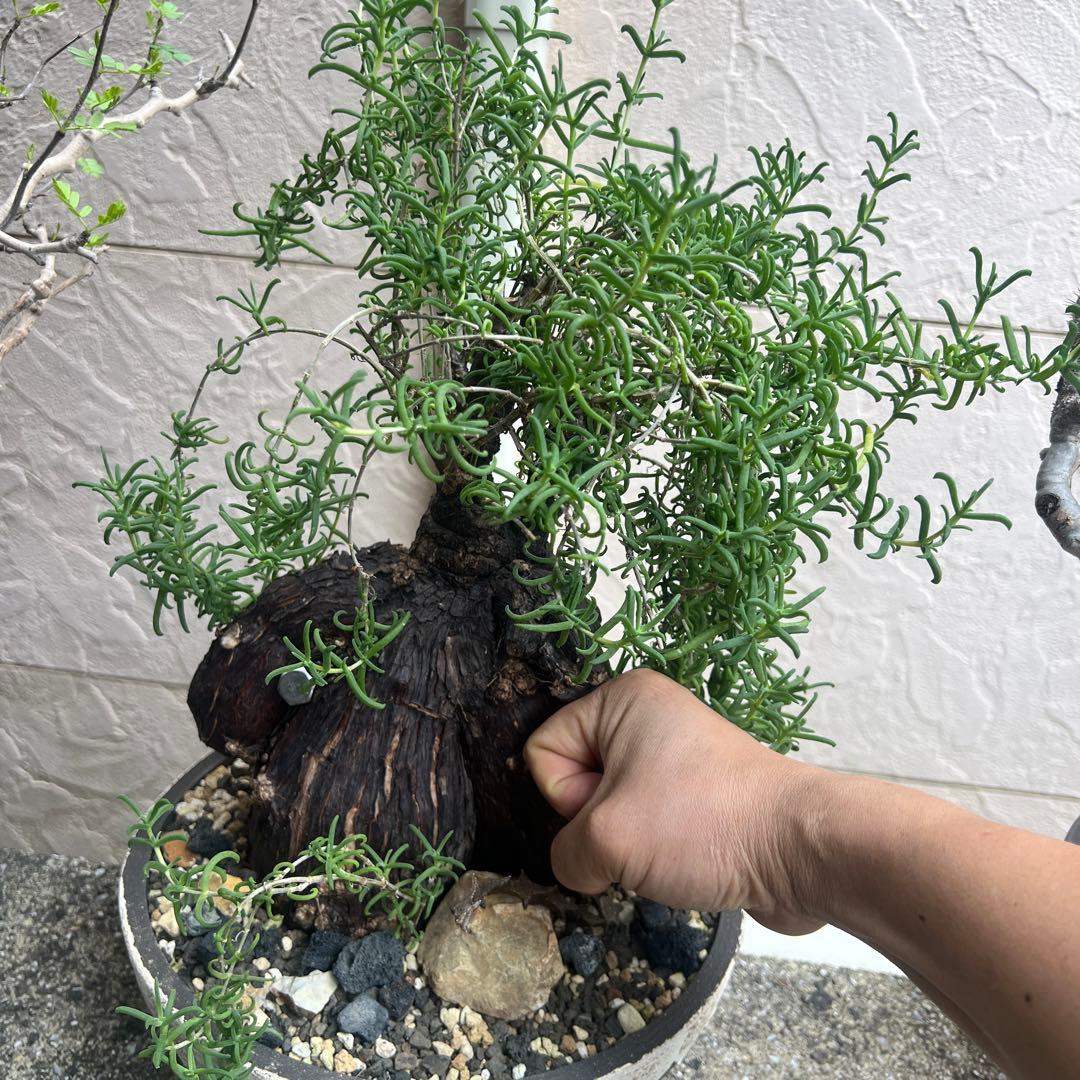 メストクレマ　ツベローサム，特大，美株