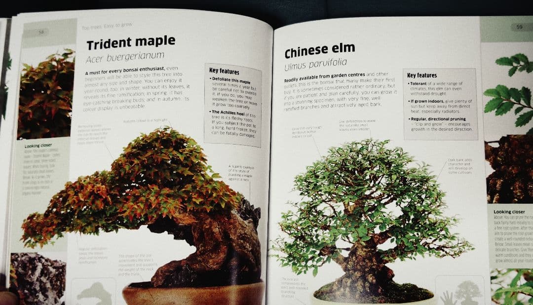 値下げ 盆栽 Bonsai 英語版 書籍 洋書 - メルカリ